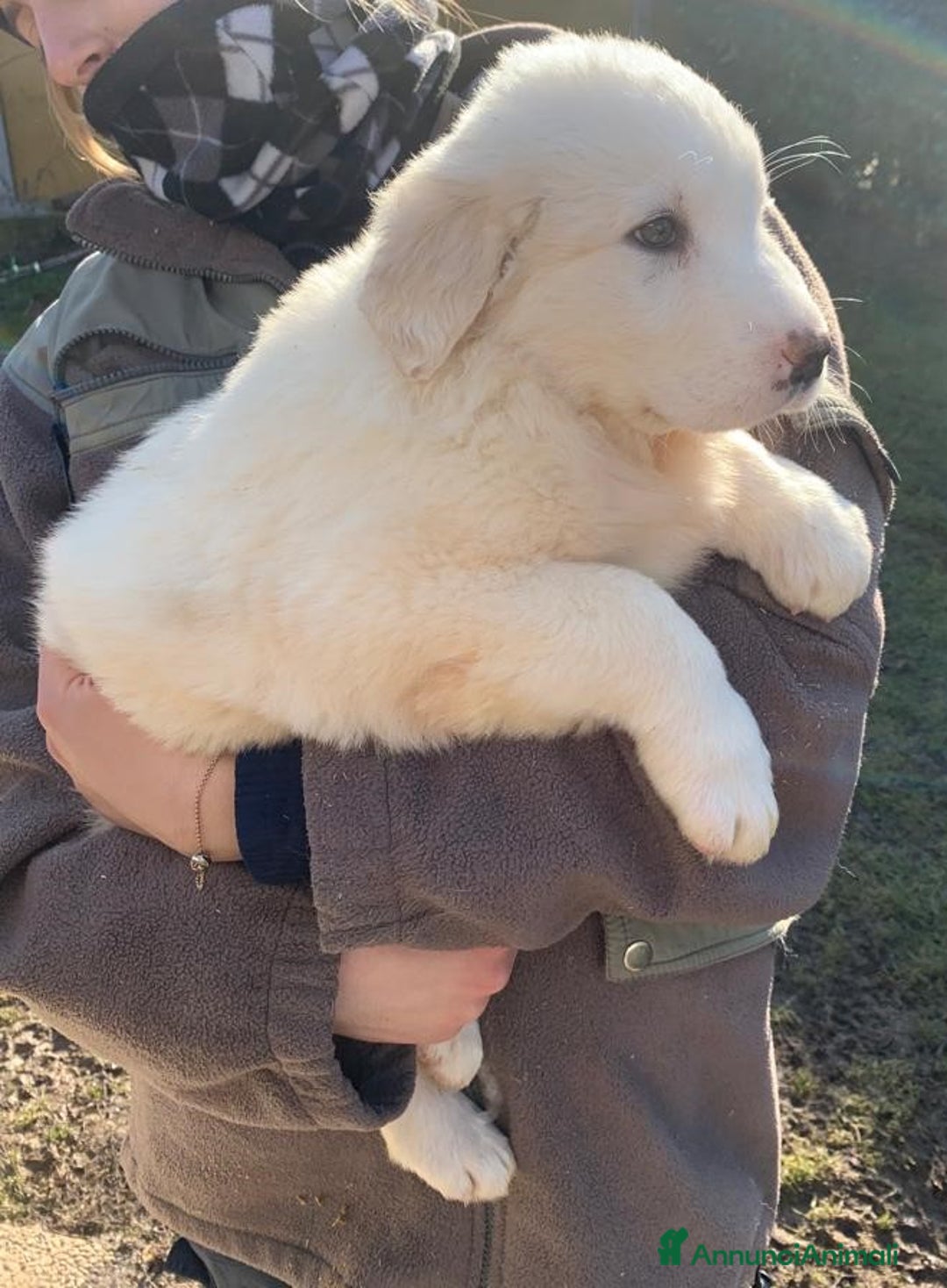 Pastore Asia Centrale cani in vendita: PASTORI ASIA CENTRALE - Annuncio 5