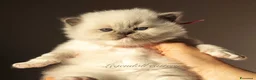 Ragdoll gatti in vendita: Adorabili Cuccioli Ragdoll - Annuncio 4