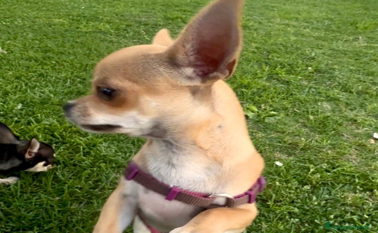 Chihuahua cani a Città metropolitana di Roma Capitale - Annuncio 10