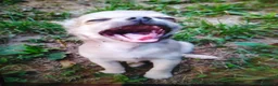 Chihuahua cani in vendita: Chihuahua cucciolo maschietto pelo lungo  - Annuncio 3