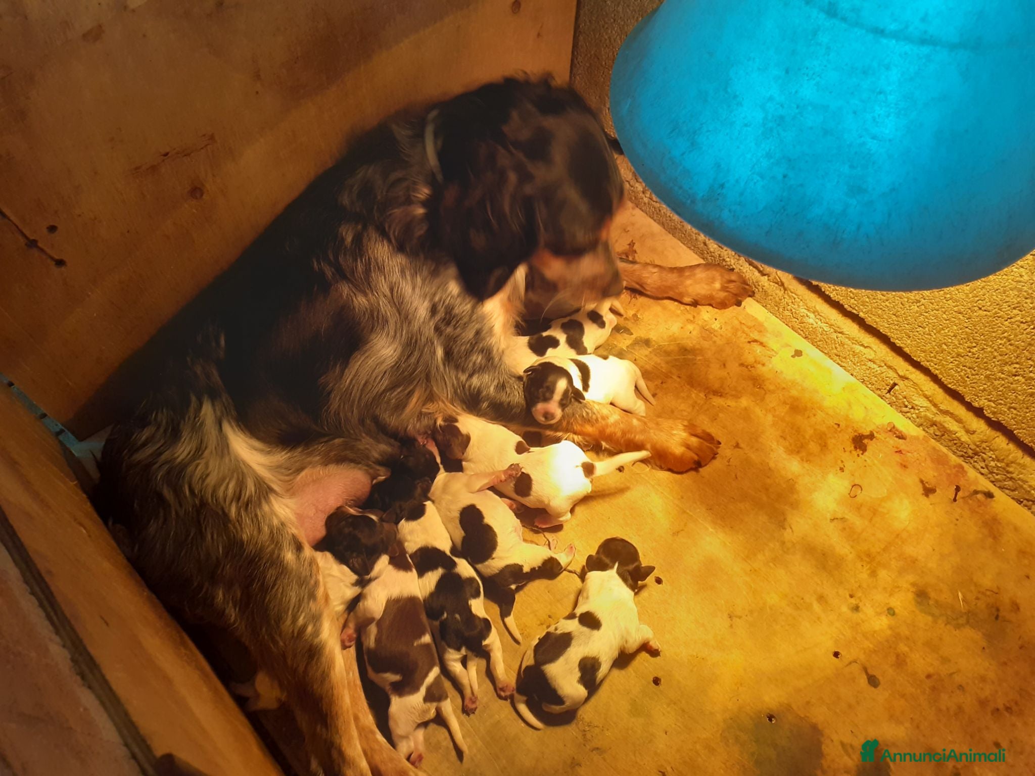 Breton cani Cuccioli di Epagneul Breton - Annuncio 3