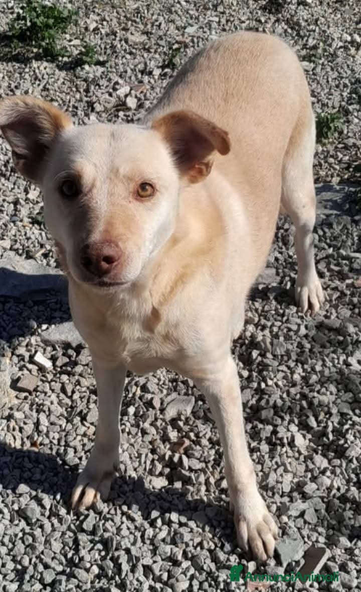 Meticcio cani UNA VITA IN ATTESA D'AMORE - Annuncio 2