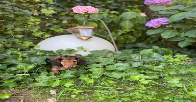 Bassotto cani a Città metropolitana di Milano - Annuncio 8