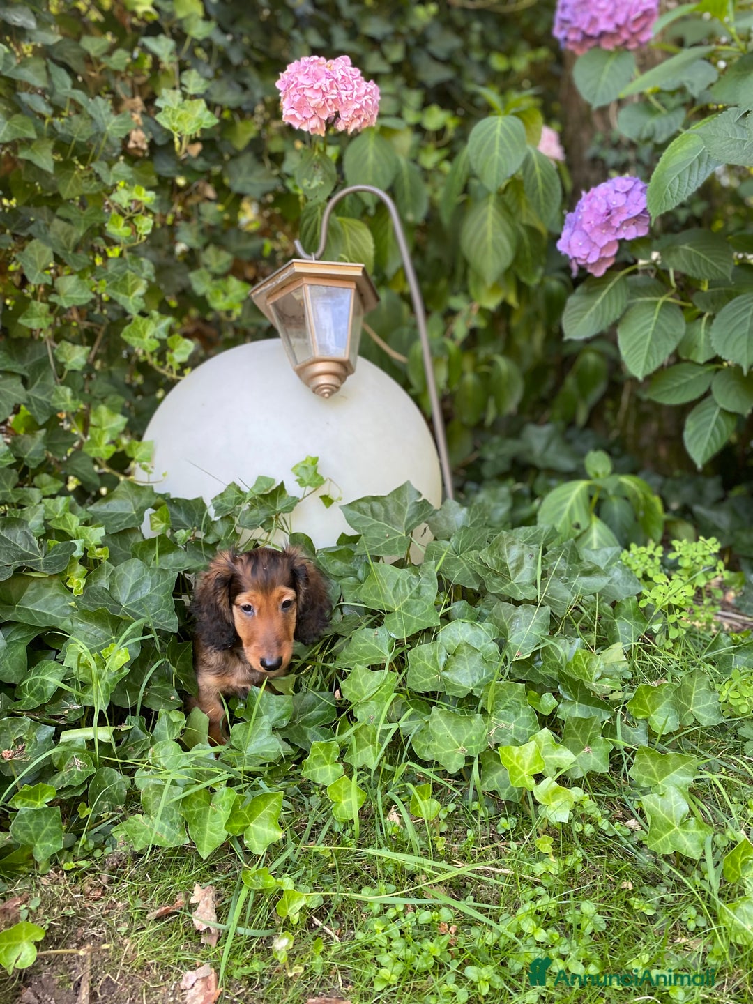 Bassotto cani in vendita: 🌟Splendidi cuccioli di bassotto a pelo lungo🌟 a Città metropolitana di Milano - Immagine 3