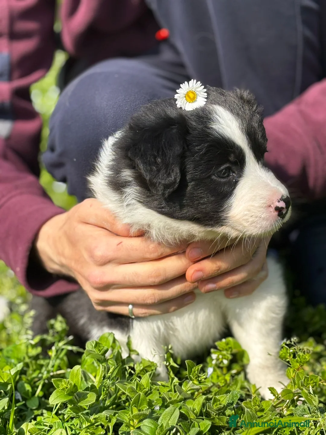 Border Collie cani in vendita: 4 CUCCIOLI IN CERCA DI AVVENTURA - Annuncio 9