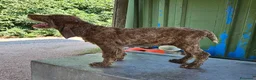 Spinone cani in vendita: Spinone Italiano con pedigree - Annuncio 8