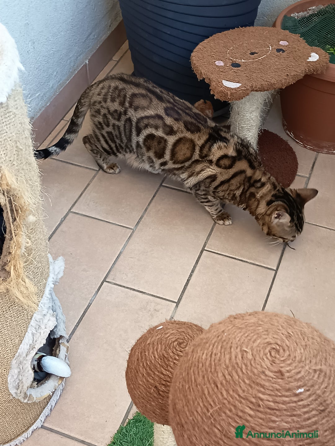 Bengala gatti in vendita: Meravigliosa bengalina  - Annuncio 8