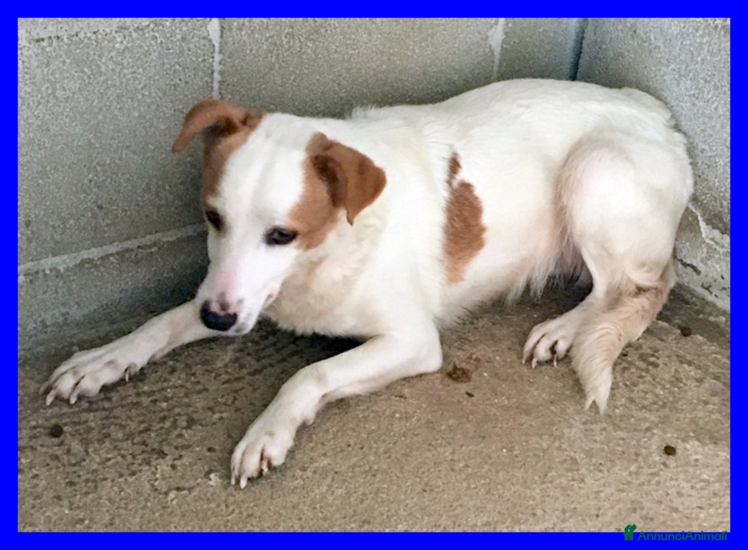Meticcio cani in regalo: GIORGINA dagli occhi dolci e tristi - Annuncio 2