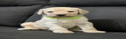 Barbone cani in vendita: Cuccioli Barbone Grande Mole - Annuncio 8