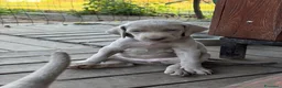 Weimaraner cani in vendita: Cucciolata di 6 Weimaraner  - Annuncio 4