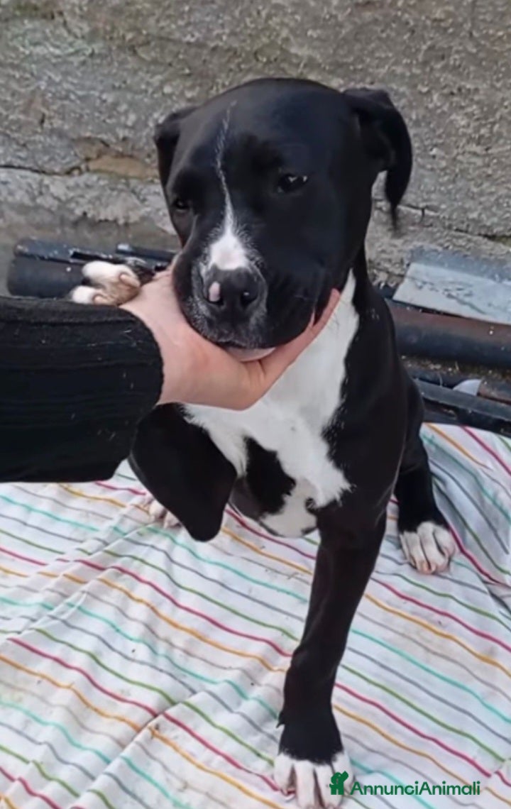 Airedale Terrier cani Mirtilla 4mesi e 1/2 nera/bianca zero richiesteSUD - Annuncio 1