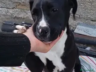 Airedale Terrier cani Mirtilla 4mesi e 1/2 nera/bianca zero richiesteSUD - Annuncio 14