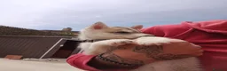 Husky cani in vendita: Siberian Husky  - Annuncio 11