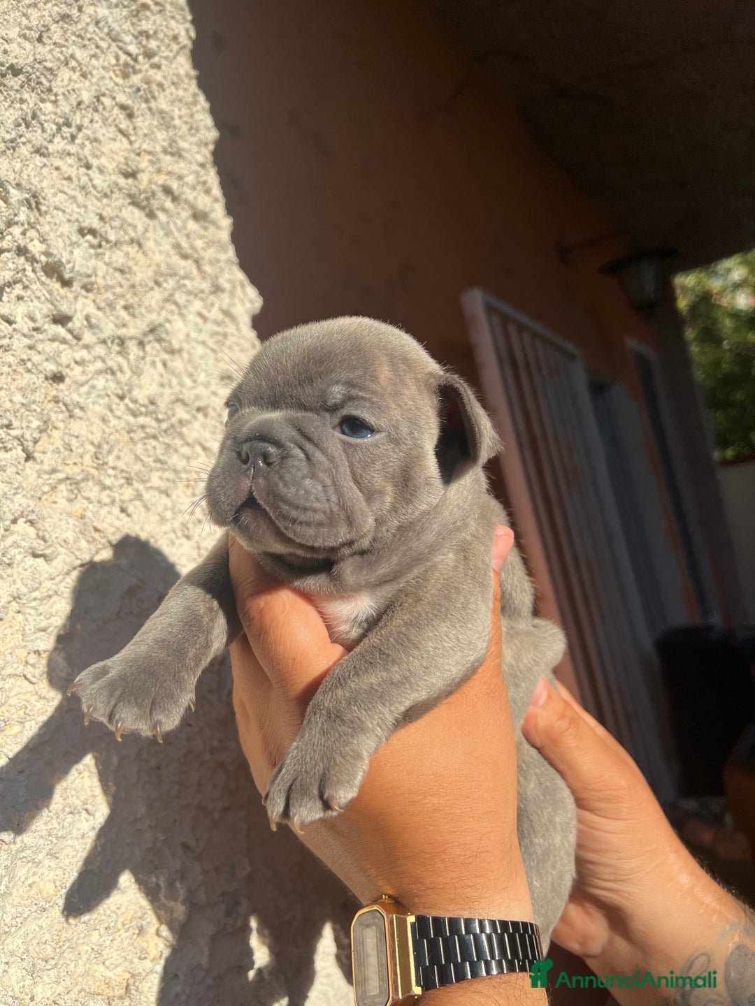 Bulldog Francese cani in vendita: Bulldog francese  a Città metropolitana di Palermo - Immagine 11