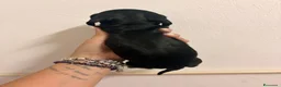 Bassotto cani in vendita: Bassotto - Annuncio 12