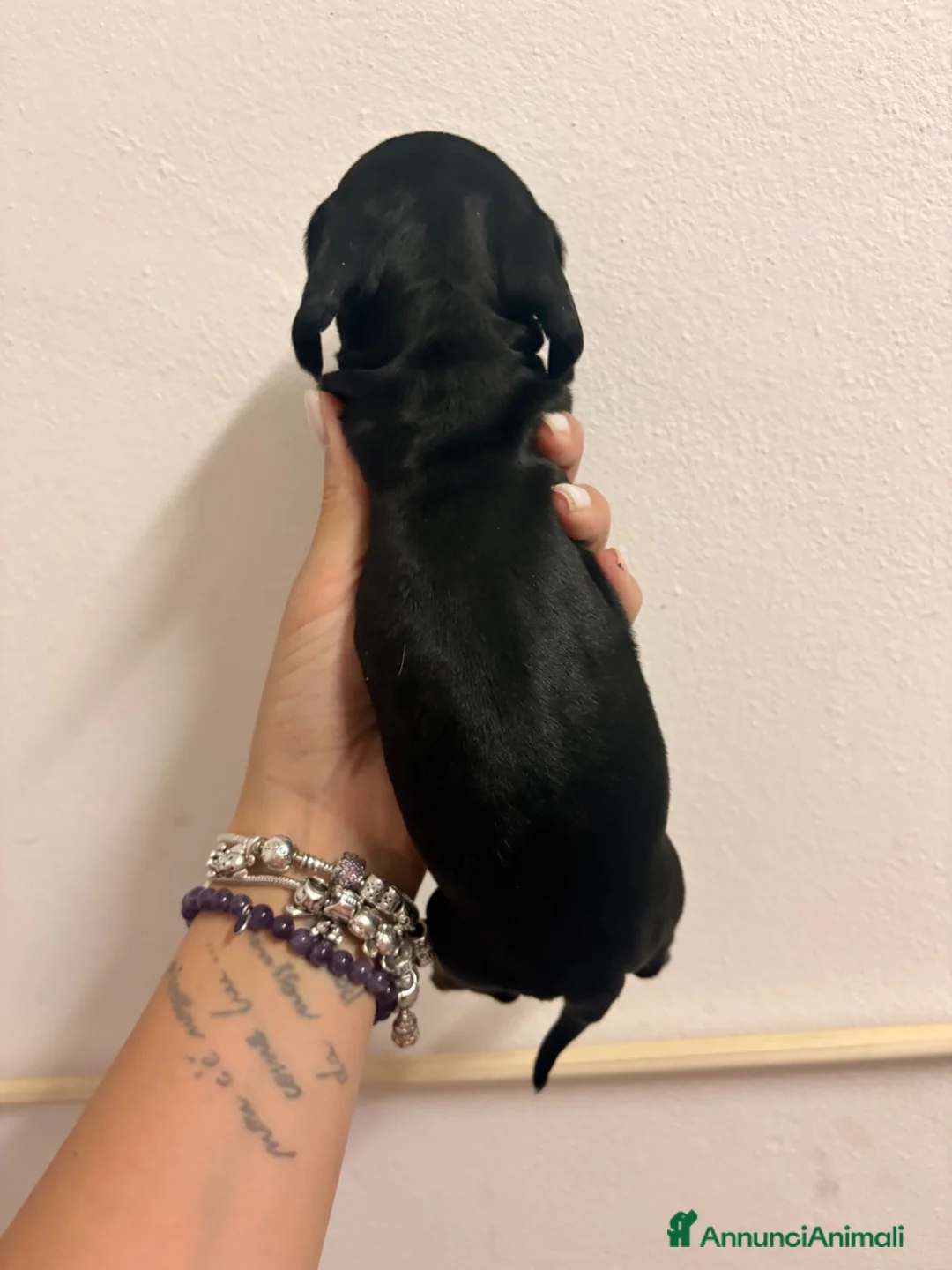 Bassotto cani in vendita: Bassotto - Annuncio 12