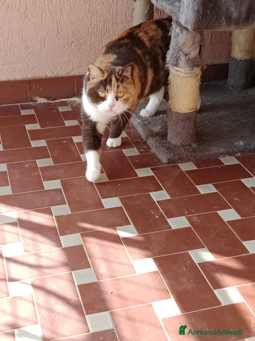 British gatti in vendita: British Shorthair - Annuncio 2