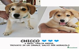 Altre razze cani in regalo: CHICCO  a Provincia di Bergamo - Immagine 1