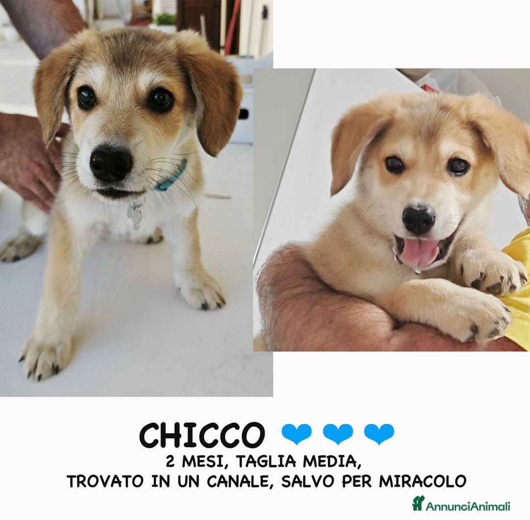 Altre razze cani in regalo: CHICCO  a Provincia di Bergamo - Immagine 1