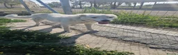 Meticcio cani in regalo: Ugo: cucciolone buonissimo con tutti  - Annuncio 2