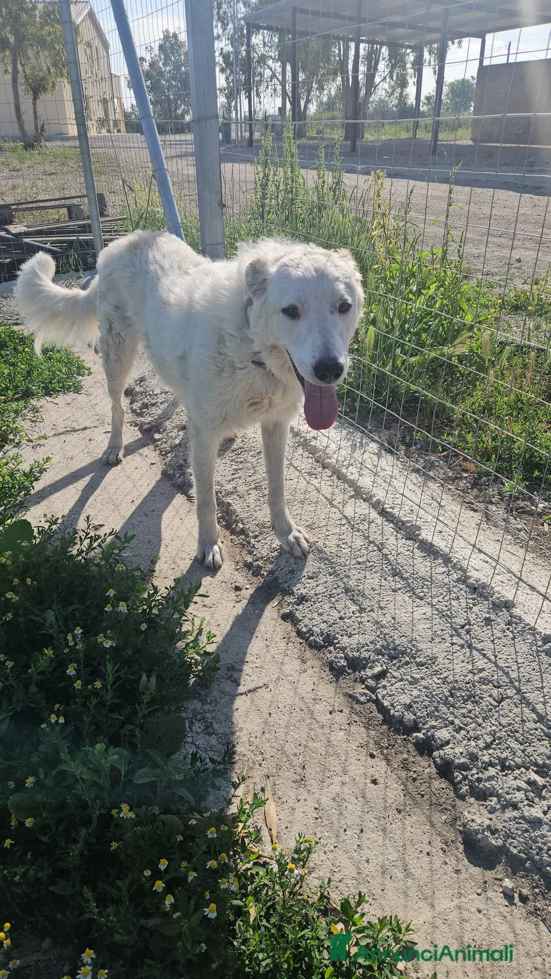 Meticcio cani in regalo: Ugo: cucciolone buonissimo con tutti  - Annuncio 2