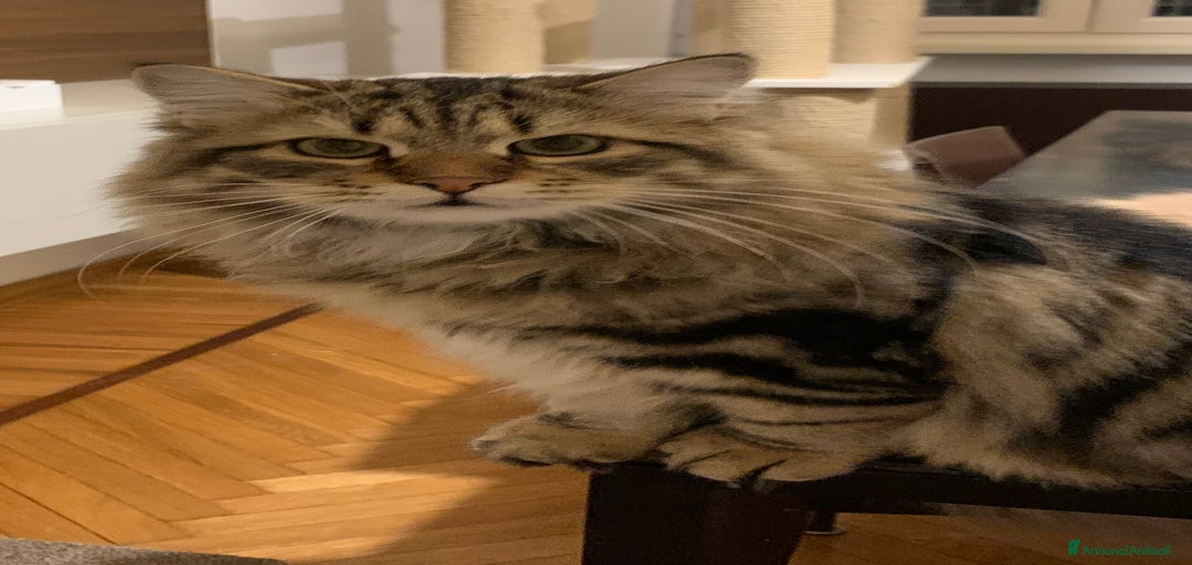 Immagine della galleria {{count}}