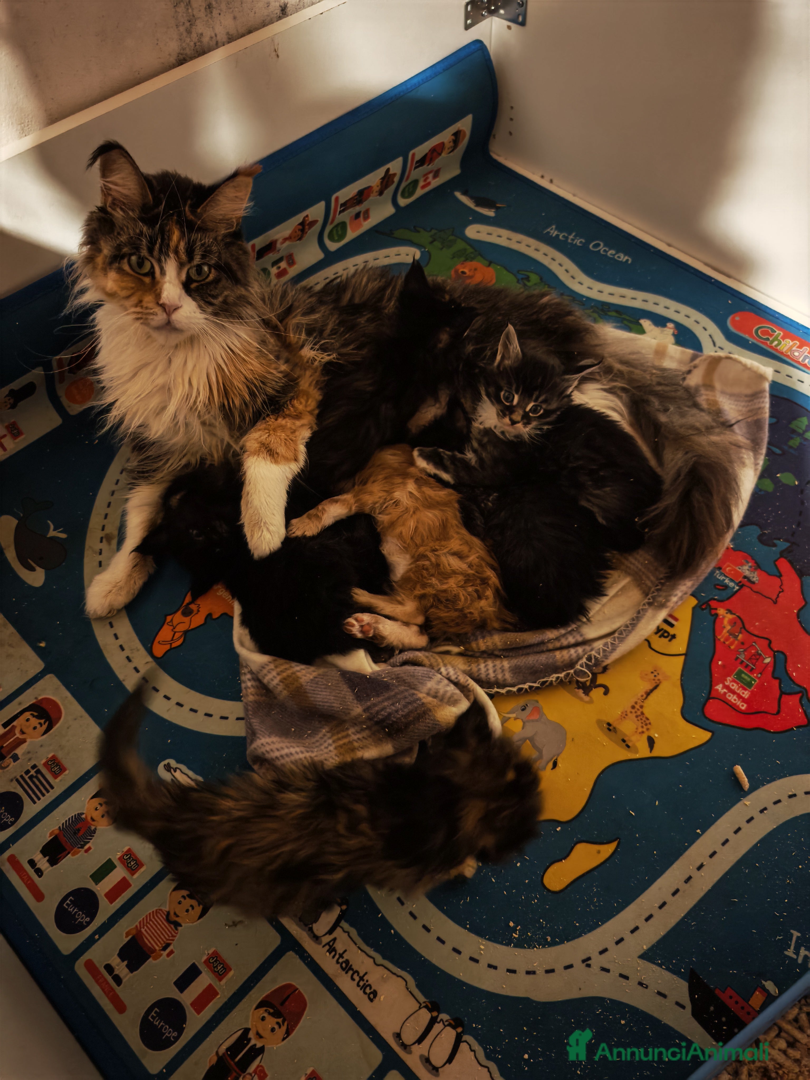 Maine Coon gatti Ultimi tre cuccioli  - Annuncio 8