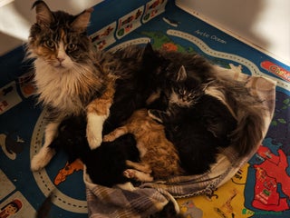 Maine Coon gatti Ultimi tre cuccioli - Annuncio 12
