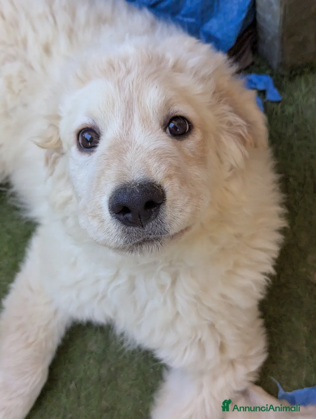 Pastore Abbruzzese Maremmano cani in regalo: cuccioli maremmani - Annuncio 2