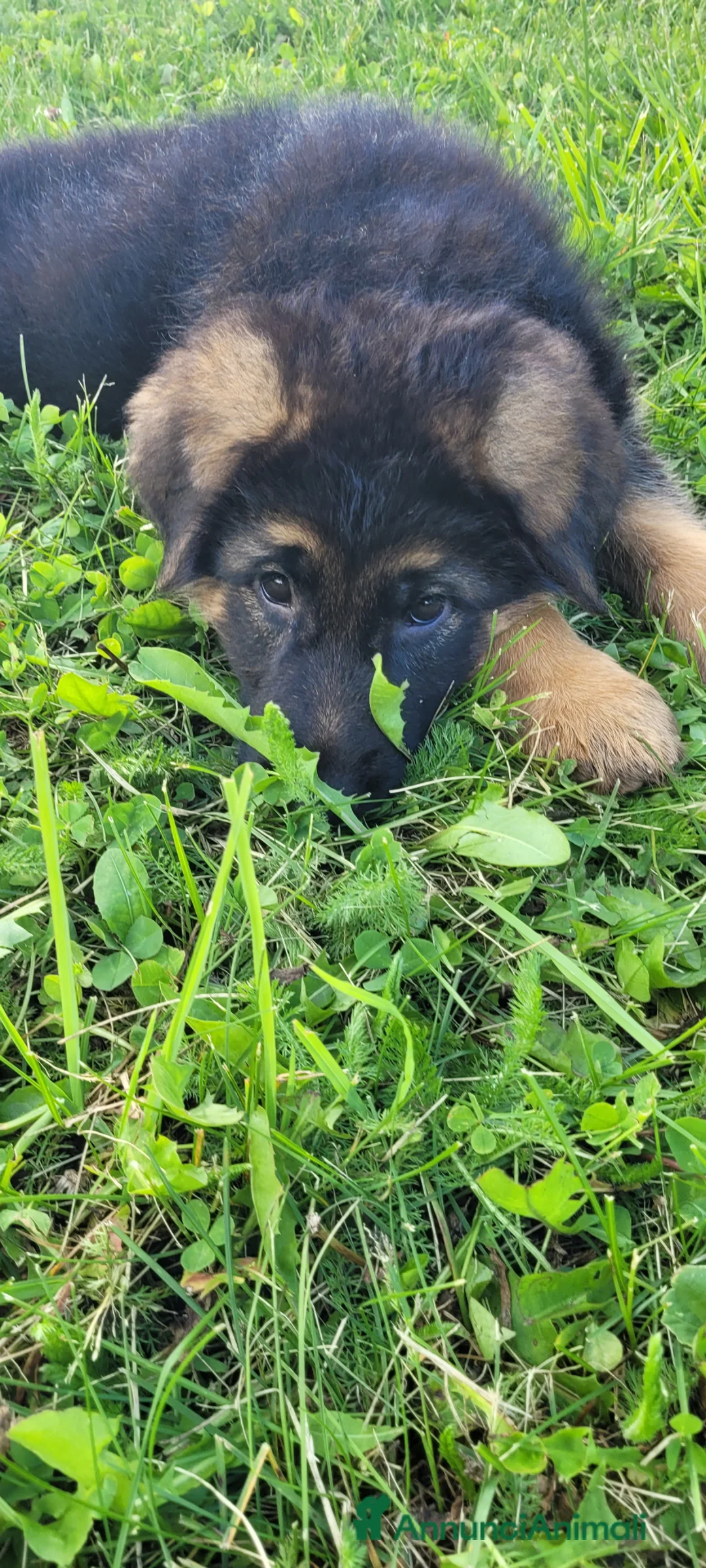 Pastore Tedesco cani in vendita: Vendita cuccioli di pastore tedesco a pelo corto  - Annuncio 2