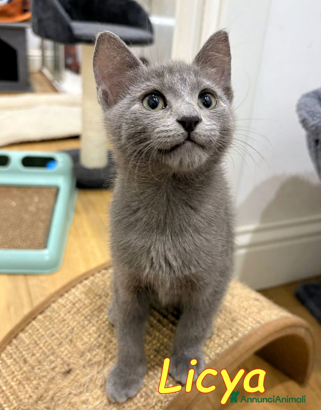 Certosino gatti in regalo:  LICYA   E CHARLIE  GATTINI DOLCISSIMI   a Città metropolitana di Roma Capitale - Annuncio 3