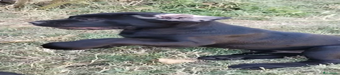 Cane Corso Cucciolo 1