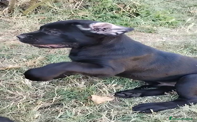 Cane Corso cani a Città Metropolitana di Bologna - Annuncio 12