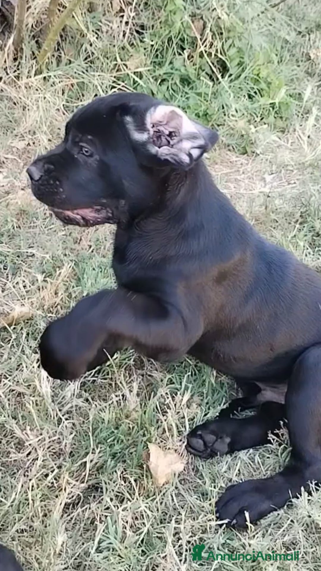 Cane Corso cani in vendita: cucciolo maschio cane corso a Città Metropolitana di Bologna - Immagine 1