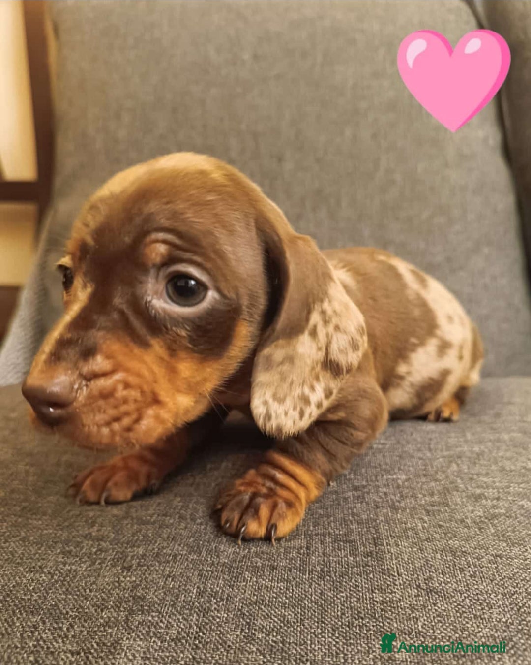 Bassotto cani Bassotti disponibili dall'8 Febbraio.  - Annuncio 1