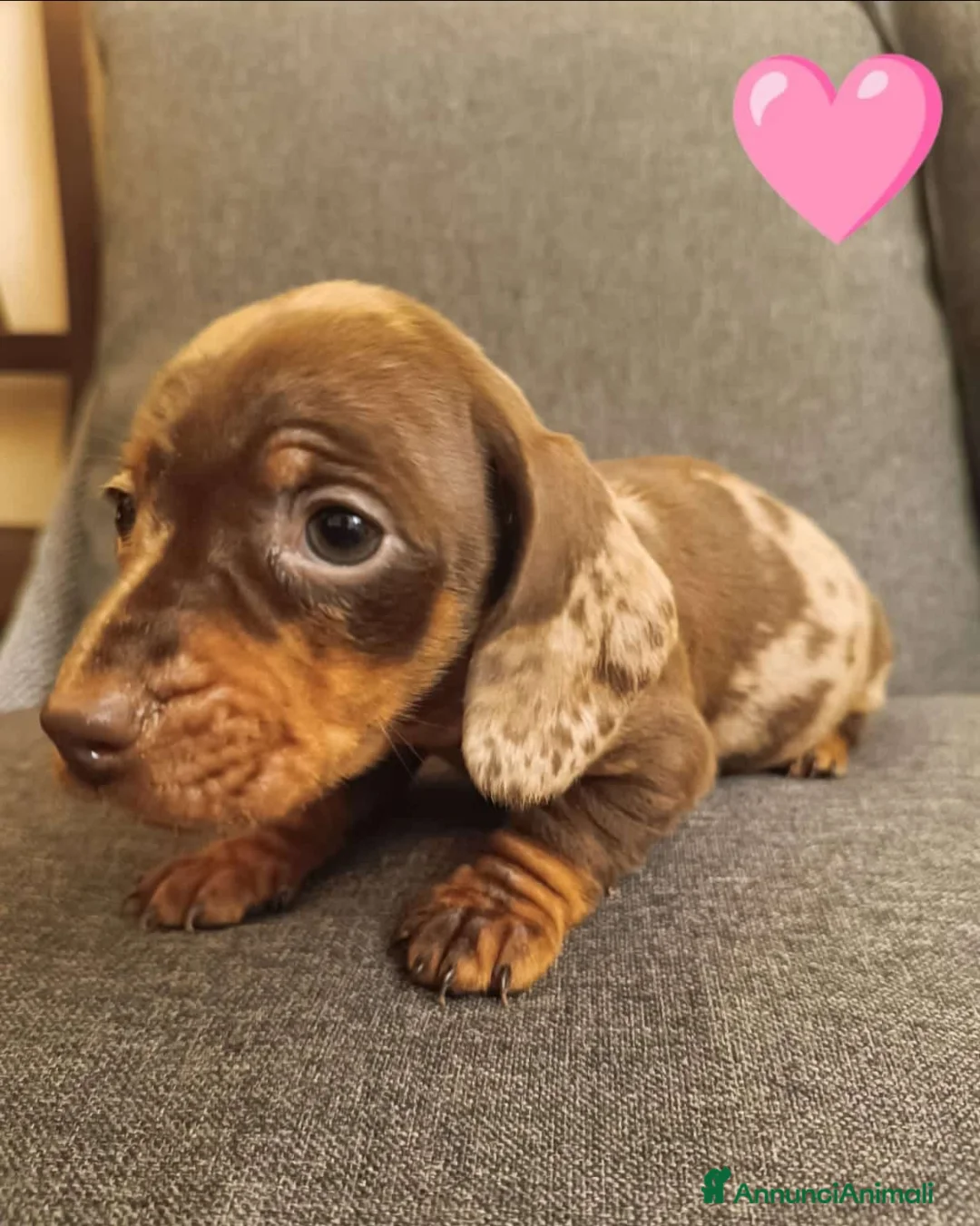 Bassotto cani in vendita: Bassotti disponibili dall'8 Febbraio.  - Annuncio 1