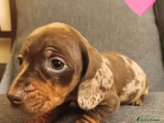 Bassotto cani Bassotti disponibili dall'8 Febbraio. - Annuncio 17