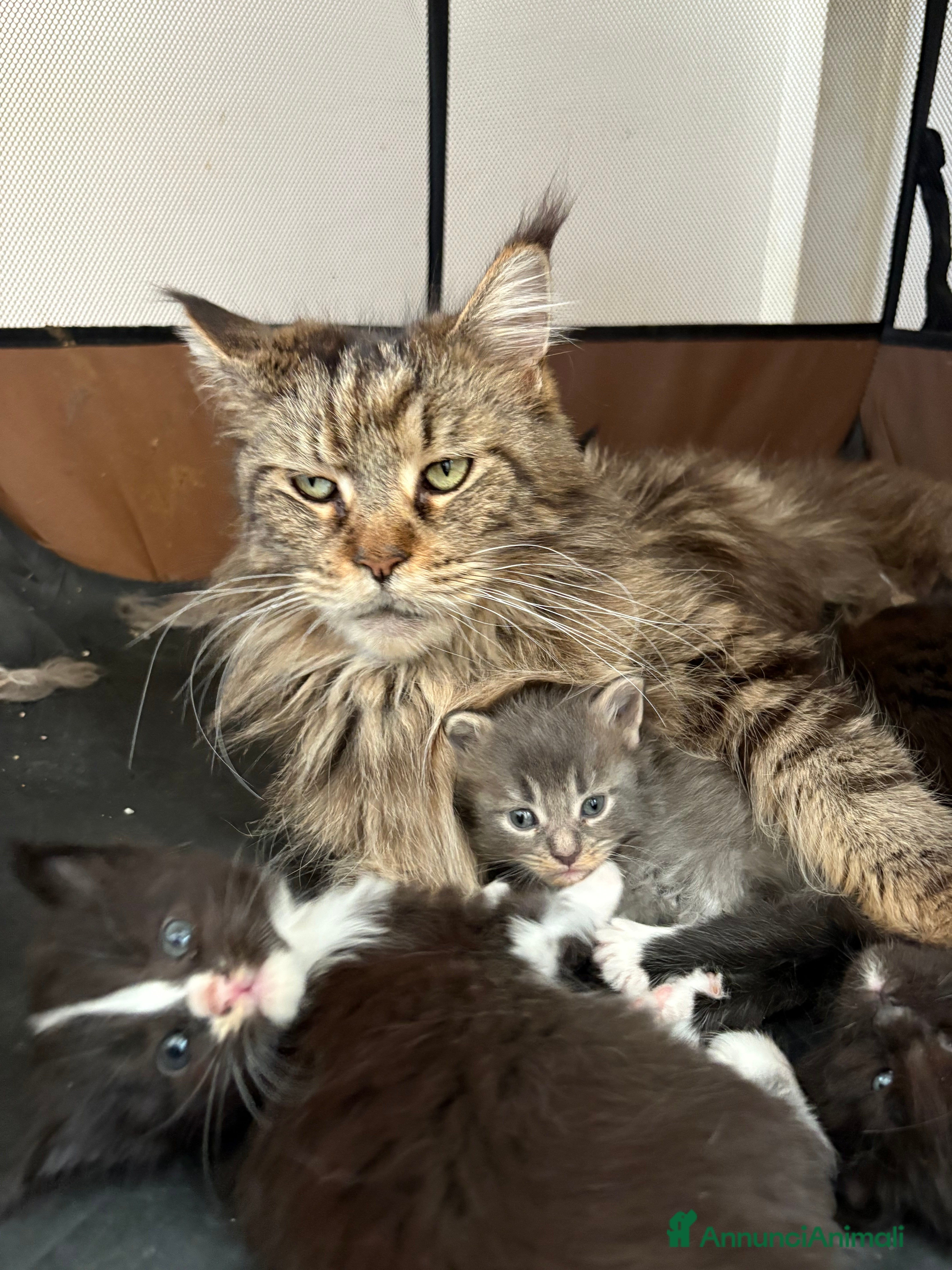 Maine Coon gatti Maine Coon  - Annuncio 2