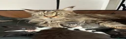Maine Coon gatti in vendita: Maine Coon  a Provincia di Ascoli Piceno - Annuncio 1