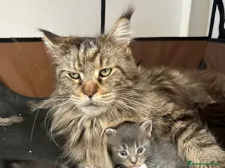 Maine Coon gatti Maine Coon - Annuncio 2