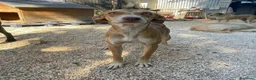Meticcio cani in regalo: Wendy si sta spegnendo in un box - Annuncio 6
