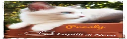 Siberiano gatti in vendita: Disponibile ultimo cucciolo gatto neva masquerade - Annuncio 2