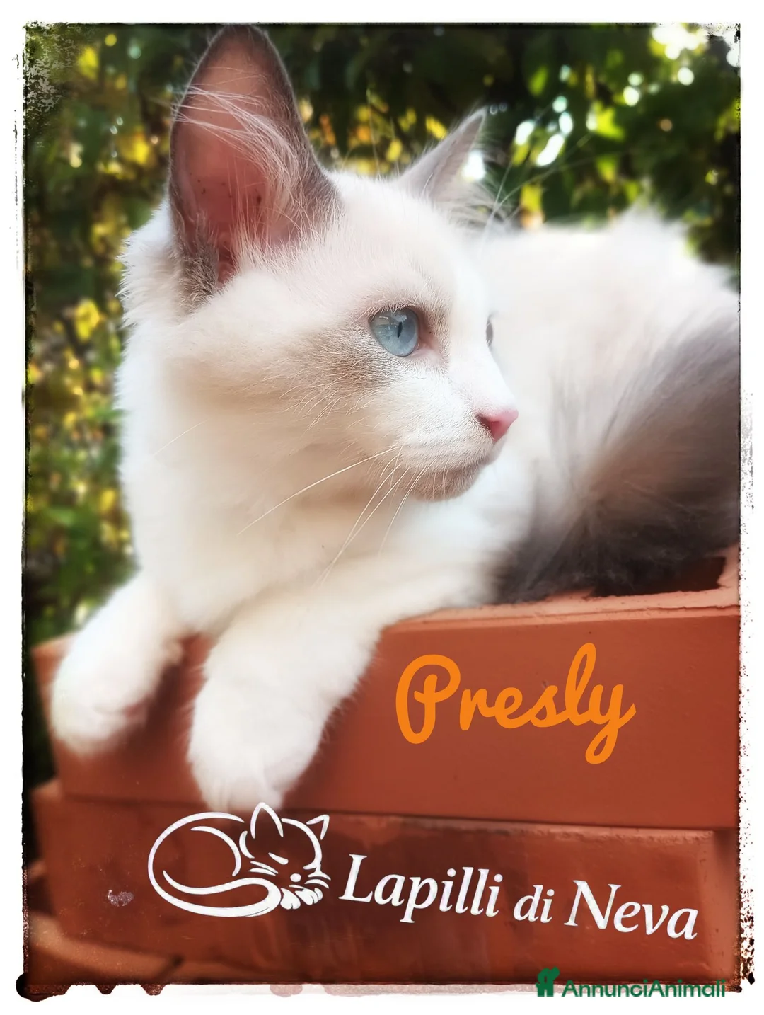 Siberiano gatti in vendita: Disponibile ultimo cucciolo gatto neva masquerade - Annuncio 2