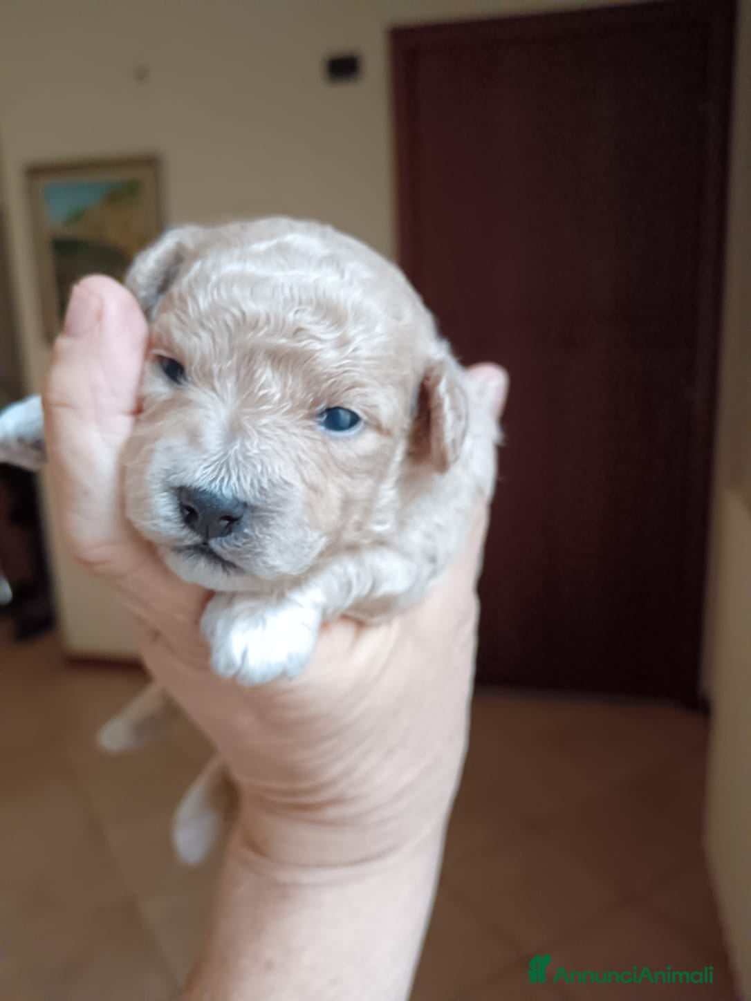 Maltipoo cani maltipoo - Annuncio 1