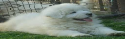 Pastore Maremmano cani in vendita: Spettacolari cuccioli di Pastore Abruzzese  - Annuncio 23