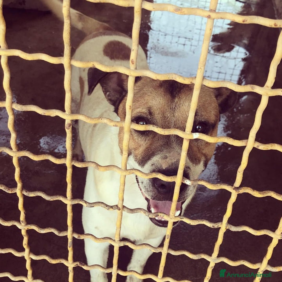 Meticcio cani in regalo: JACKY, dolcissimo e dimenticato da tutti. - Annuncio 3