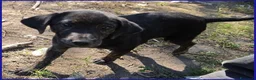 Meticcio cani in regalo: TIZZO, DOLCE CUCCIOLO 4 MESI - Annuncio 6