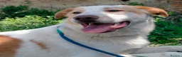 Meticcio cani in regalo: MOOCKIE CUCCIOLO MIX LABRADOR  a Provincia di Varese - Annuncio 2