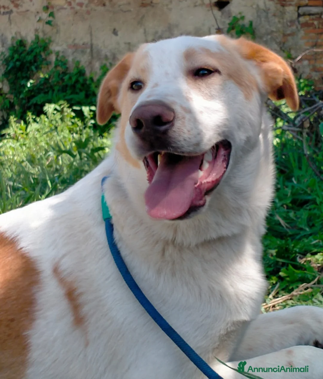 Meticcio cani in regalo: MOOCKIE CUCCIOLO MIX LABRADOR  a Provincia di Varese - Annuncio 2