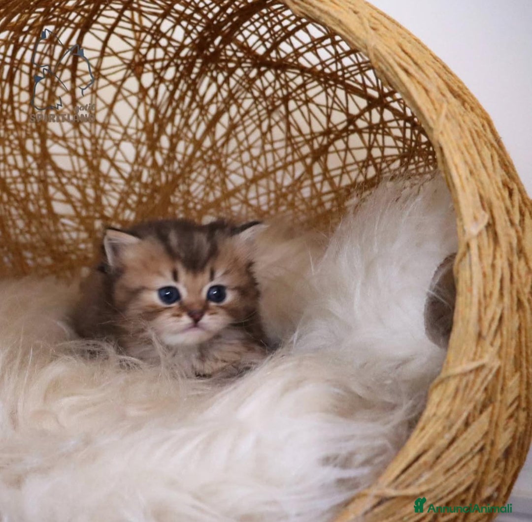 British gatti in vendita: Bellissimi cuccioli di british shorthair  - Annuncio 4